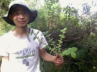 采药现场